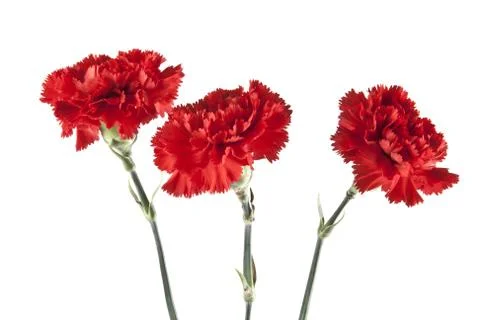 Red carnation isolated on white background Stock Photos