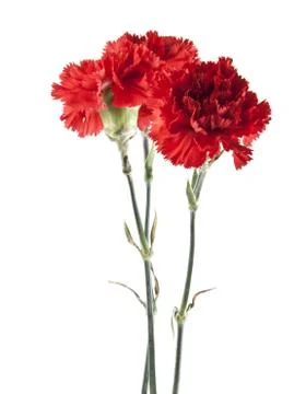 Red carnation isolated on white background Stock Photos