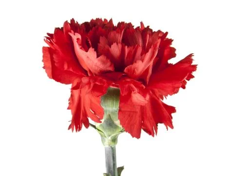 Red carnation isolated on white background Stock Photos