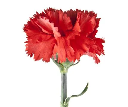 Red carnation isolated on white background Stock Photos
