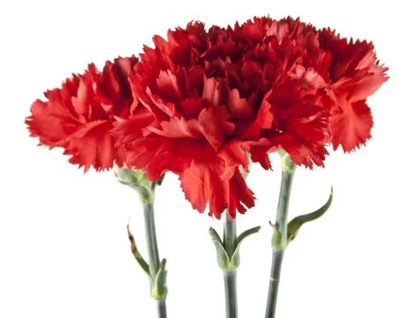 Red carnation isolated on white background Stock Photos