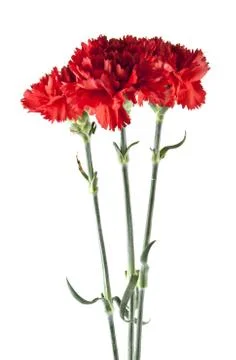 Red carnation isolated on white background Stock Photos
