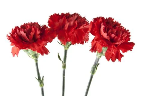 Red carnation isolated on white background 스톡 사진