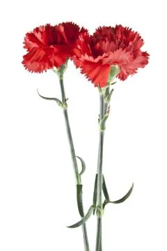 Red carnation isolated on white background Stock Photos