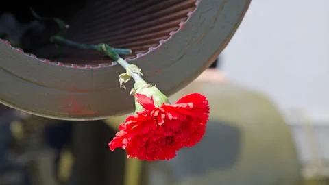 Red Carnation in the muzzle of the gun barrel in the memory of the events. Stock Photos