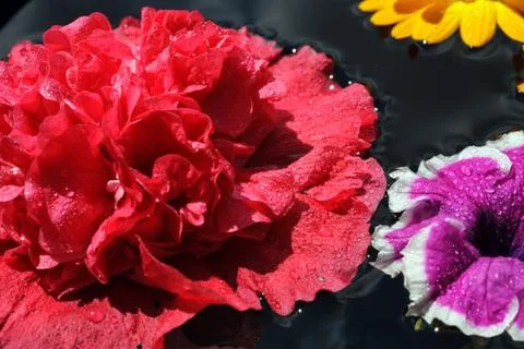 Red carnation Stock Photos