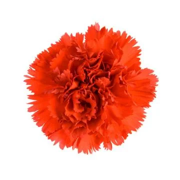 Red Carnation. Stock Photos