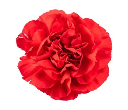 Red carnation Stock Photos