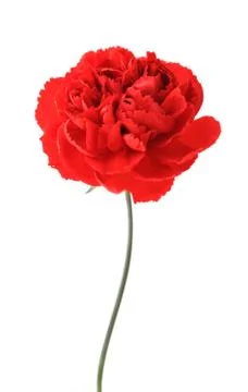 A red carnation Stock Photos