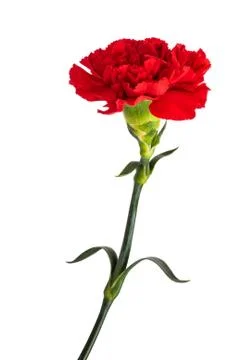 Red carnation Stock Photos