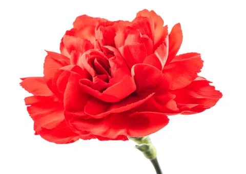Red carnation Stock Photos