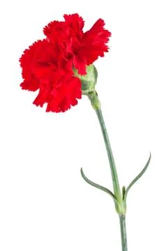 Red carnation Stock Photos