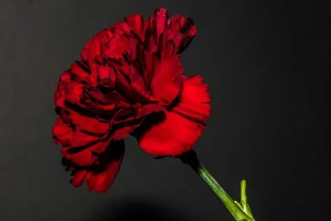 Red Carnation Foto stock