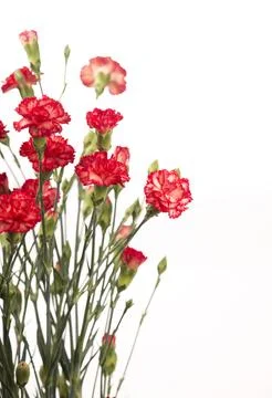 Red carnation Foto stock