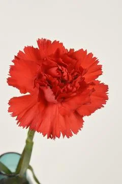 Red carnation Stock Photos