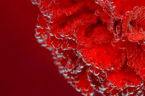 Red carnation on a red background. Macro shot of carnations for postcards. Stock Photos