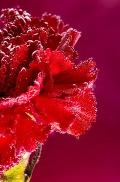 Red carnation on a red background. Macro shot of carnations for postcards. Stock Photos