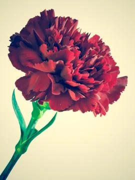 Red carnation,with a retro effect Foto stock