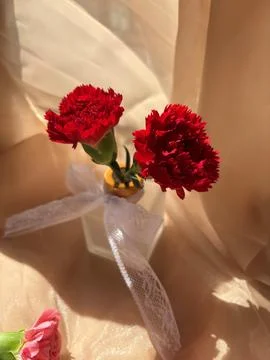 Red carnation wallpaper features delicate and soft Stock Photos