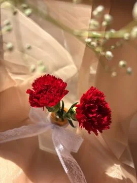 Red carnation wallpaper features delicate and soft Stock Photos