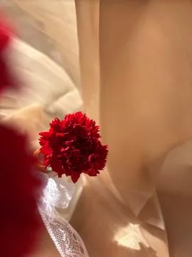 Red carnation wallpaper features delicate and soft Stock Photos