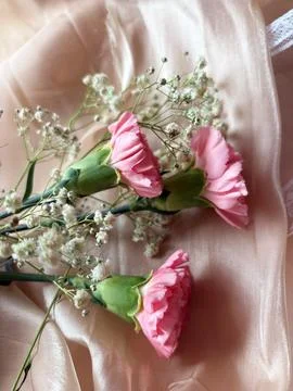 Red carnation wallpaper features delicate and soft Stock Photos