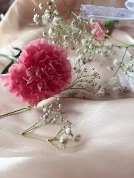 Red carnation wallpaper features delicate and soft Stock Photos