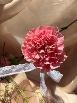Red carnation wallpaper features delicate and soft Stock Photos