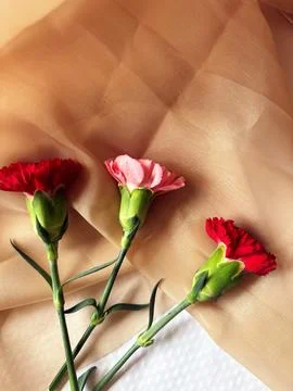 Red carnation wallpaper features delicate and soft Stock Photos