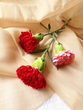 Red carnation wallpaper features delicate and soft Stock Photos