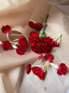 Red carnation wallpaper features delicate and soft Stock Photos
