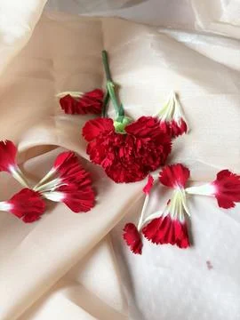 Red carnation wallpaper features delicate and soft Stock Photos