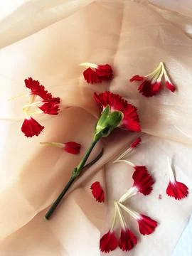 Red carnation wallpaper features delicate and soft Foto stock