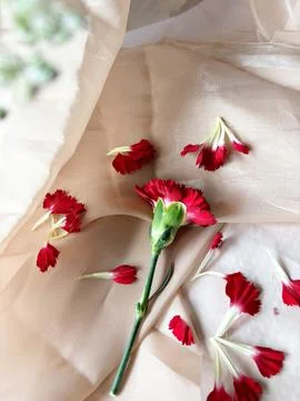 Red carnation wallpaper features delicate and soft Stock Photos
