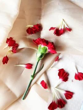 Red carnation wallpaper features delicate and soft Stock Photos