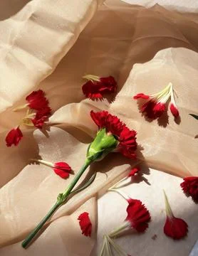 Red carnation wallpaper features delicate and soft Stock Photos