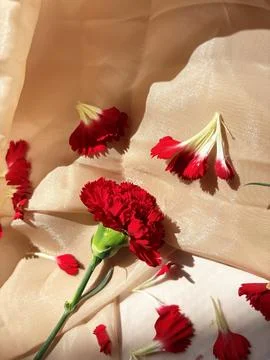 Red carnation wallpaper features delicate and soft Stock Photos