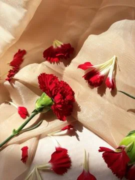 Red carnation wallpaper features delicate and soft Stock Photos
