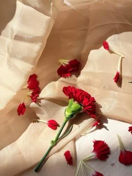 Red carnation wallpaper features delicate and soft Stock Photos