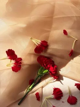 Red carnation wallpaper features delicate and soft Stock Photos