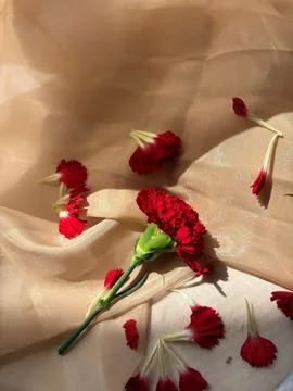 Red carnation wallpaper features delicate and soft Stock Photos