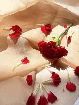 Red carnation wallpaper features delicate and soft Foto stock