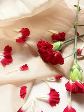 Red carnation wallpaper features delicate and soft Foto stock