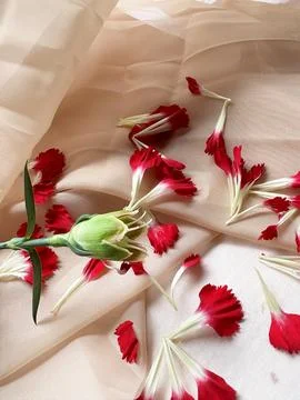 Red carnation wallpaper features delicate and soft Stock Photos