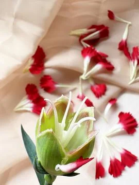 Red carnation wallpaper features delicate and soft Stock Photos