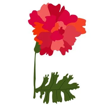 Red carnation on a white background Stock Illustration