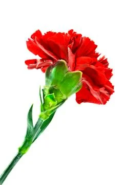 Red carnation on a white background Stock Photos