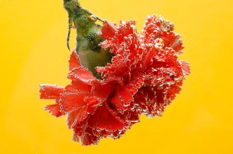 Red carnation on a yellow background. Macro shot of carnations for postcards. Foto stock
