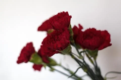 Red carnations against white background Stock Photos