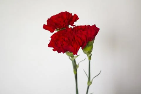 Red carnations against white background Stock Photos